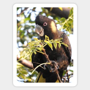 Yellow-tailed Black Cockatoo Sticker